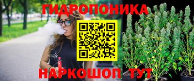 шишки Аргун